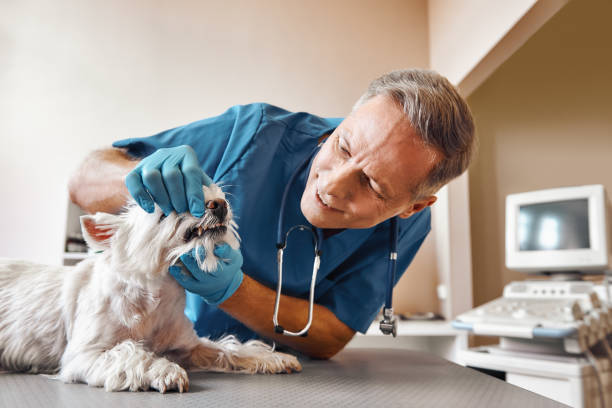 Best Emergency Dental Extractions in Orangevale, CA